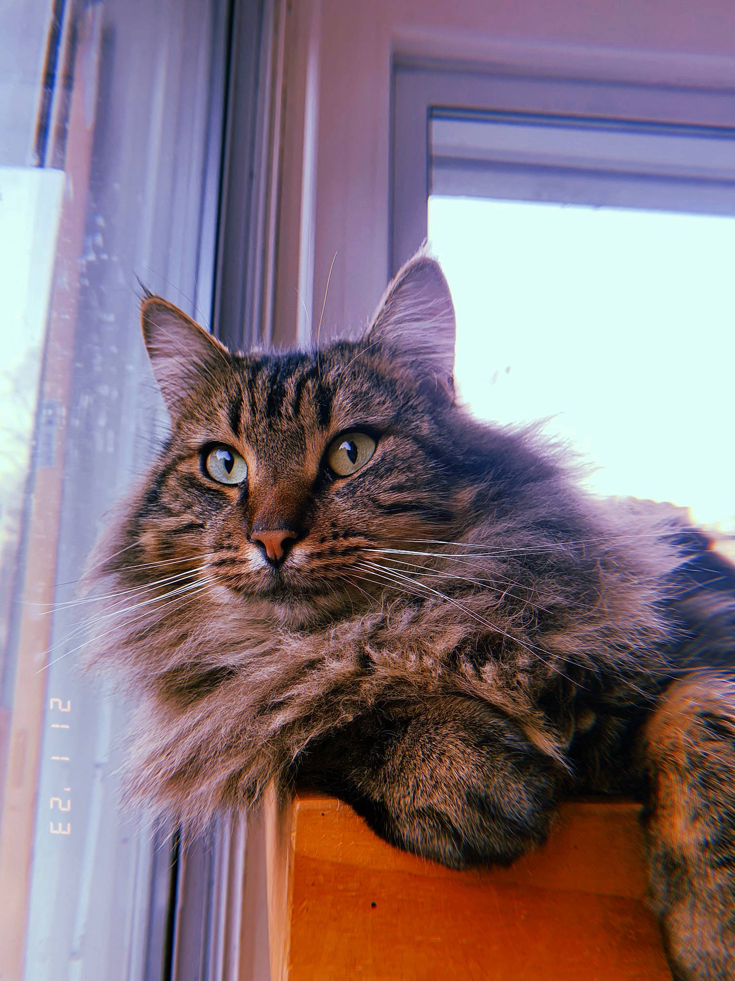 César a rejoint le concours — aidez-le/la à gagner de superbes lots ! carnivore, cat, claw, curtain, domestic_short_haired_cat, door, felidae, fur, maine_coon, small_to_medium_sized_cats, snout, tail, terrestrial_animal, tree, whiskers, window, wood