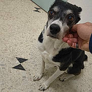 Astrid a rejoint le concours — aidez-le/la à gagner de superbes lots ! affection, animal, black_and_white, brown_eyes, calm, canine, close_up, companion, cute, dog, domestic, floor, friendly, hand, indoor, looking_up, pet, scratching, sitting, tile