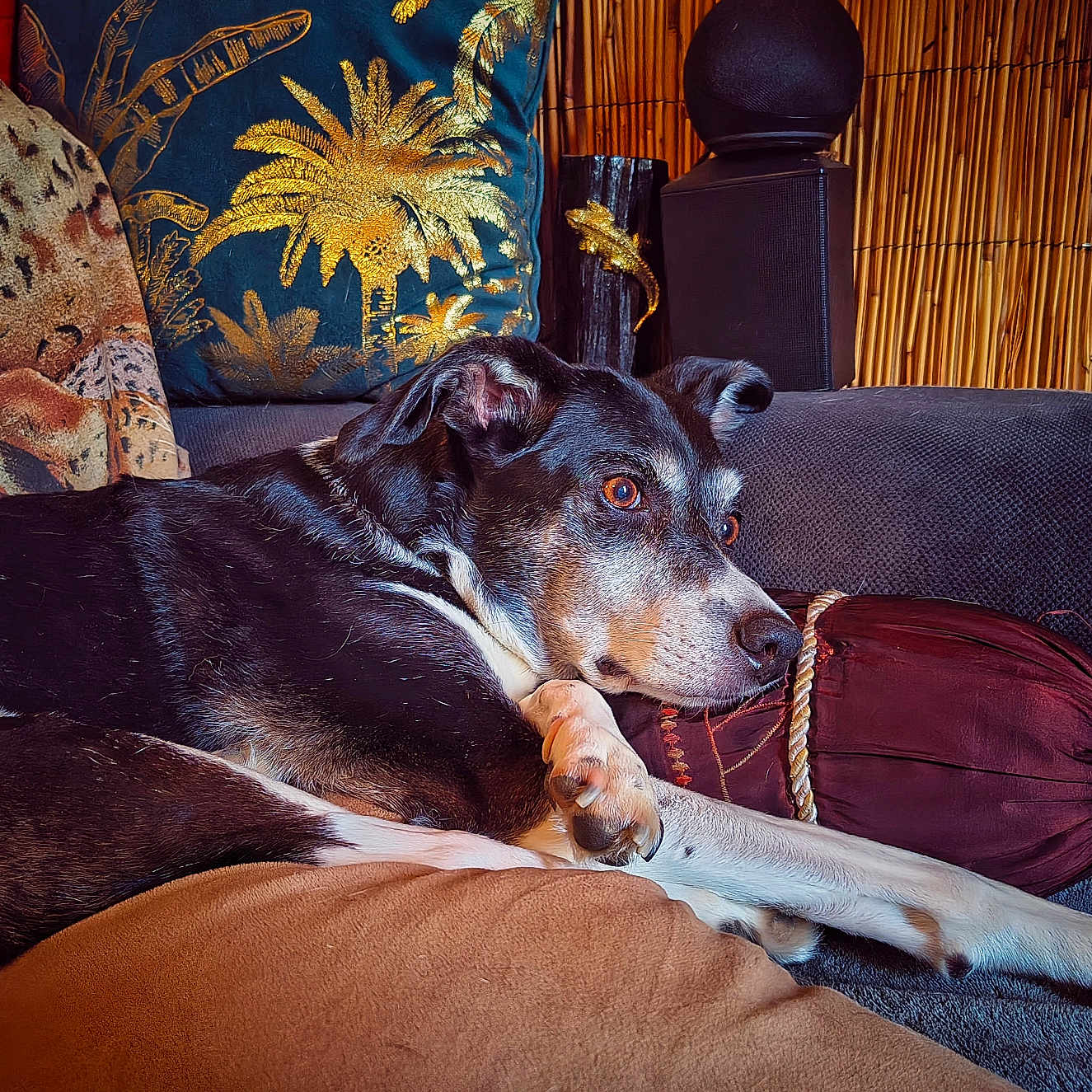 Astrid a rejoint le concours — aidez-le/la à gagner de superbes lots ! animal, black, brown, canine, couch, cozy, decor, dog, domestic_animal, ears, eyes, furniture, home, indoor, laying, pet, pillow, relaxed, resting, white