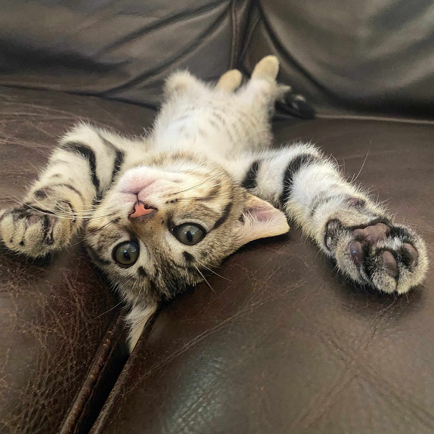 Mia participe au concours pour gagner de l'argent avec cette photo : animal, cat, cute, domestic_cat, feline, fur, indoor, kitten, leather_couch, paws, pet, playful, relaxed, resting, small, striped, tabby, upside_down, whiskers, young