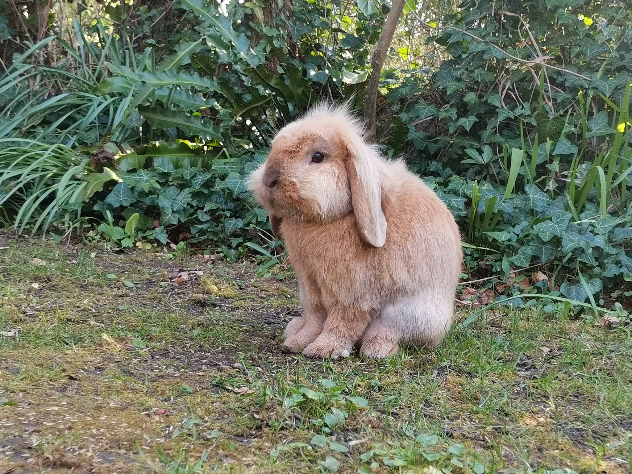 Bali participe au concours pour gagner de l'argent avec cette photo : canidae, dog_breed, domestic_rabbit, fawn, mammal, rabbit, rabbits_and_hares, vertebrate