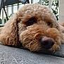 dog, close_up, outdoor, wooden_deck, curly_fur, brown_fur, nose, laying_down, pet, animal, canine, fur_texture, relaxed, daylight, background_blur, chair, greenery, floor, snout, portrait