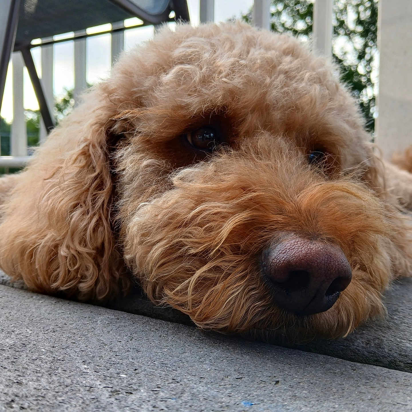 Lilly is registered to the contest to win money with this photo: animal, background_blur, brown_fur, canine, chair, close_up, curly_fur, daylight, dog, floor, fur_texture, greenery, laying_down, nose, outdoor, pet, portrait, relaxed, snout, wooden_deck