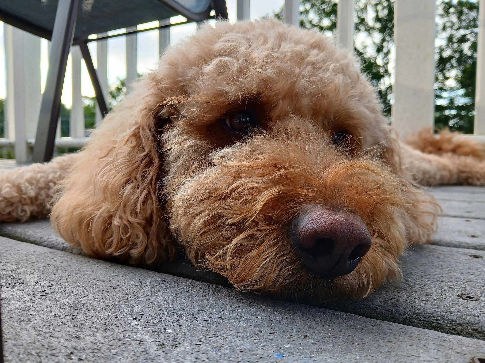 Lilly