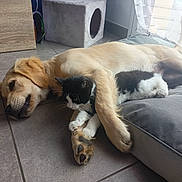 Topaze participe au concours pour gagner de l'argent avec cette photo : dog, puppy, cat, kitten, floor, cushion, tile_floor, indoor, nap, sleeping, cozy, pet, animal, cute, fur, whiskers, paw, resting, curtain, home