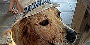 Topaze participe au concours pour gagner de l'argent avec cette photo : dog, golden_retriever, hat, indoor, tile_floor, person, skirt, sandals, table, wooden_furniture, pet, animal, cute, waiting, brown, white, casual, living_room, background, floor