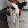 Topaze participe au concours pour gagner de l'argent avec cette photo : dog, golden_retriever, costume, ghost, white_sheet, indoor, tile_floor, staircase, jacket, pet, animal, cute, funny, face_cutout, tail, curious, standing, home, furniture, floor