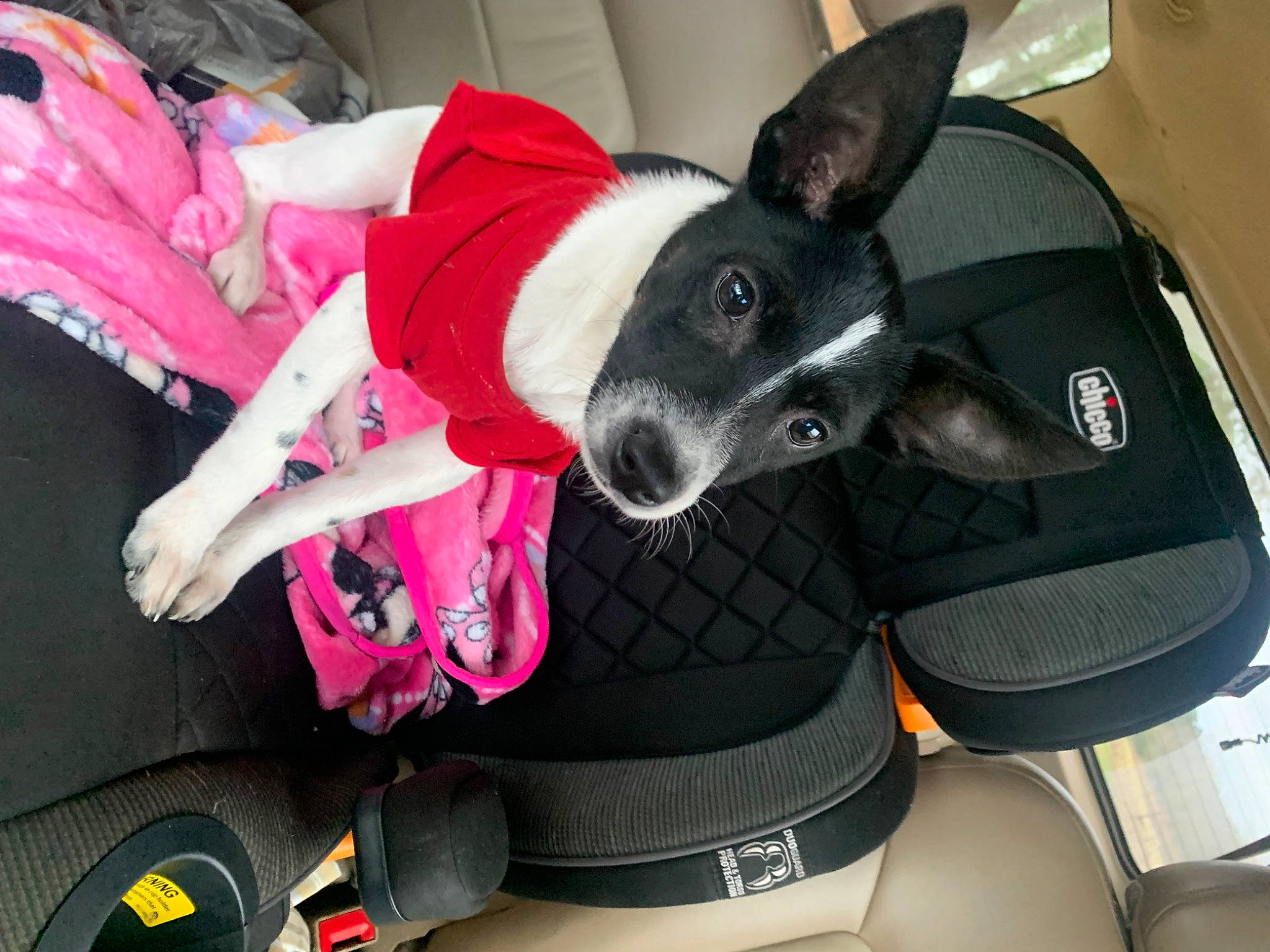 Luna is registered to the contest to win money with this photo: auto_part, automotive_design, automotive_wheel_system, car, car_seat, car_seat_cover, carnivore, collar, companion_dog, dog, dog_breed, dog_supply, ear, fawn, magenta, motor_vehicle, snout, steering_wheel, vehicle, vehicle_door