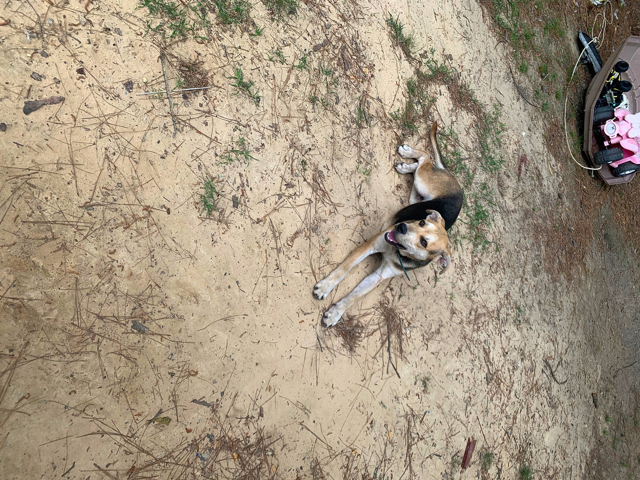 Remi joined the competition — help win amazing prizes! adventure, aerial_photography, dog, extreme_sport, fun, grass, landscape, leisure, recreation, rock, sand, shadow, slope, soil, tree, wood