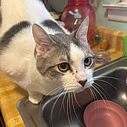 Stormy is registered to the contest to win money with this photo: cat, kitchen, sink, curious, white, gray, bowl, countertop, domestic, pet, whiskers, closeup, indoor, animal, feline, household, container, window, focused, mischievous