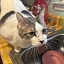 cat, kitchen, sink, curious, white, gray, bowl, countertop, domestic, pet, whiskers, closeup, indoor, animal, feline, household, container, window, focused, mischievous