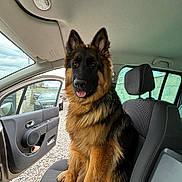 Arrow a rejoint le concours — aidez-le/la à gagner de superbes lots ! alert, animal, black_fur, brown_fur, canine, car_interior, car_seat, daylight, dog, fluffy, german_shepherd, gravel_driveway, headrest, open_car_door, outdoor_view, parked_car, pet, sitting, tongue_out, window