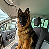 alert, animal, black_fur, brown_fur, canine, car_interior, car_seat, daylight, dog, fluffy, german_shepherd, gravel_driveway, headrest, open_car_door, outdoor_view, parked_car, pet, sitting, tongue_out, window