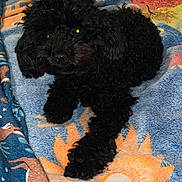 Bella participe au concours pour gagner de l'argent avec cette photo : dog, puppy, black_dog, curly_fur, fluffy, small_dog, pet, lying_down, relaxed, bed, blanket, colorful_blanket, bedroom, indoor, home, cozy, portrait, animal, brown_eyes, cute