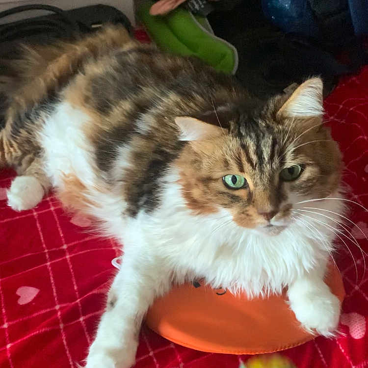 Chipie a rejoint le concours — aidez-le/la à gagner de superbes lots ! carnivore, cat, cat_supply, claw, companion_dog, domestic_short_haired_cat, event, felidae, flooring, foot, fur, lap, paw, sitting, small_to_medium_sized_cats, snout, tail, terrestrial_animal, whiskers