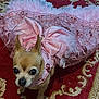 dog, chihuahua, pink_dress, bow, carpet, indoor, small_dog, pet, animal, fancy, decorative, floor, pattern, cute, costume, looking_up, ears_up, home, fabric, sequin