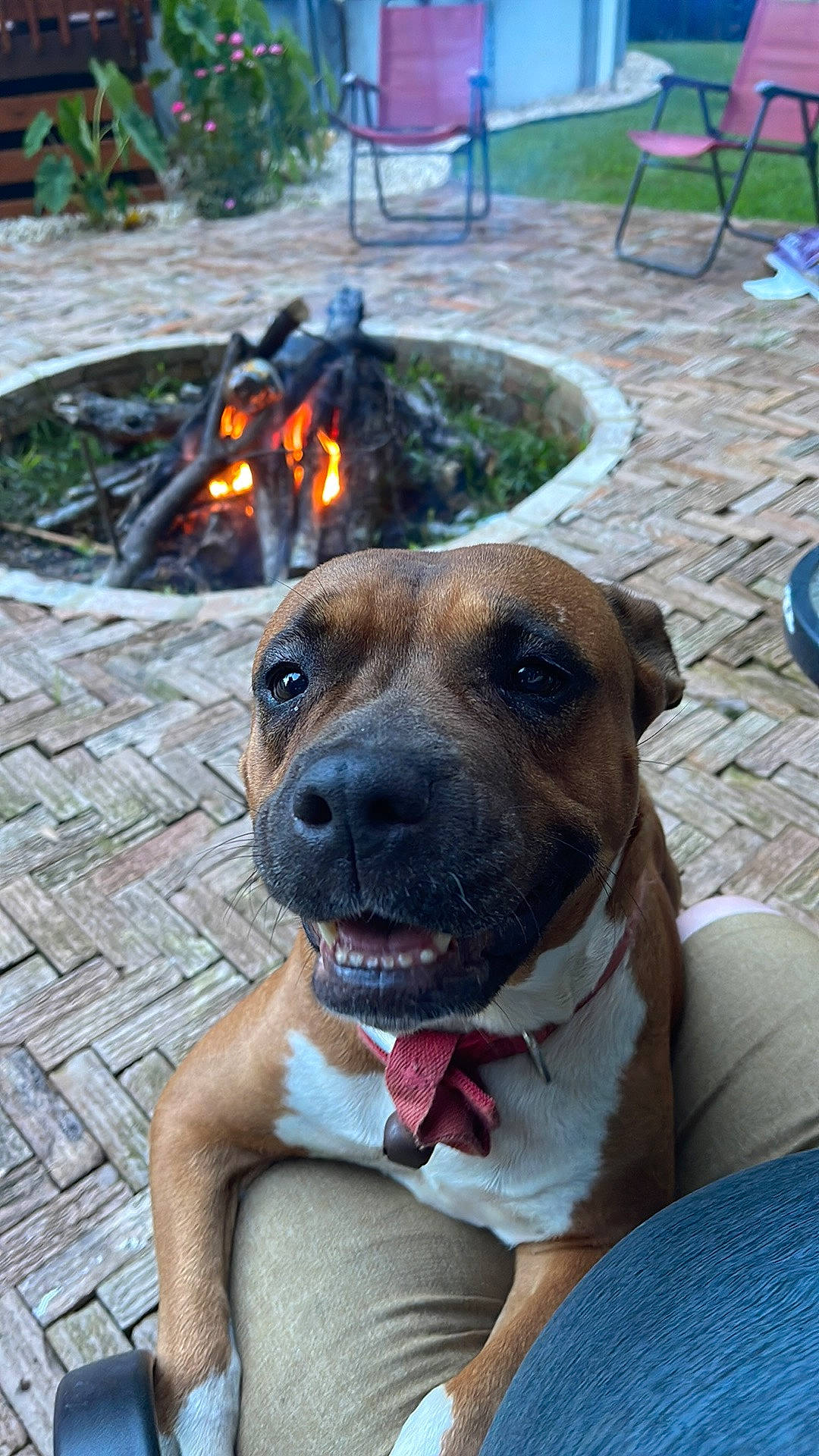 Vida is registered to the contest to win money with this photo: blue, canidae, carnivore, chair, collar, companion_dog, dog, dog_breed, dog_collar, dog_supply, fawn, fur, guard_dog, outdoor_furniture, plant, snout, sporting_group, whiskers, working_animal, working_dog