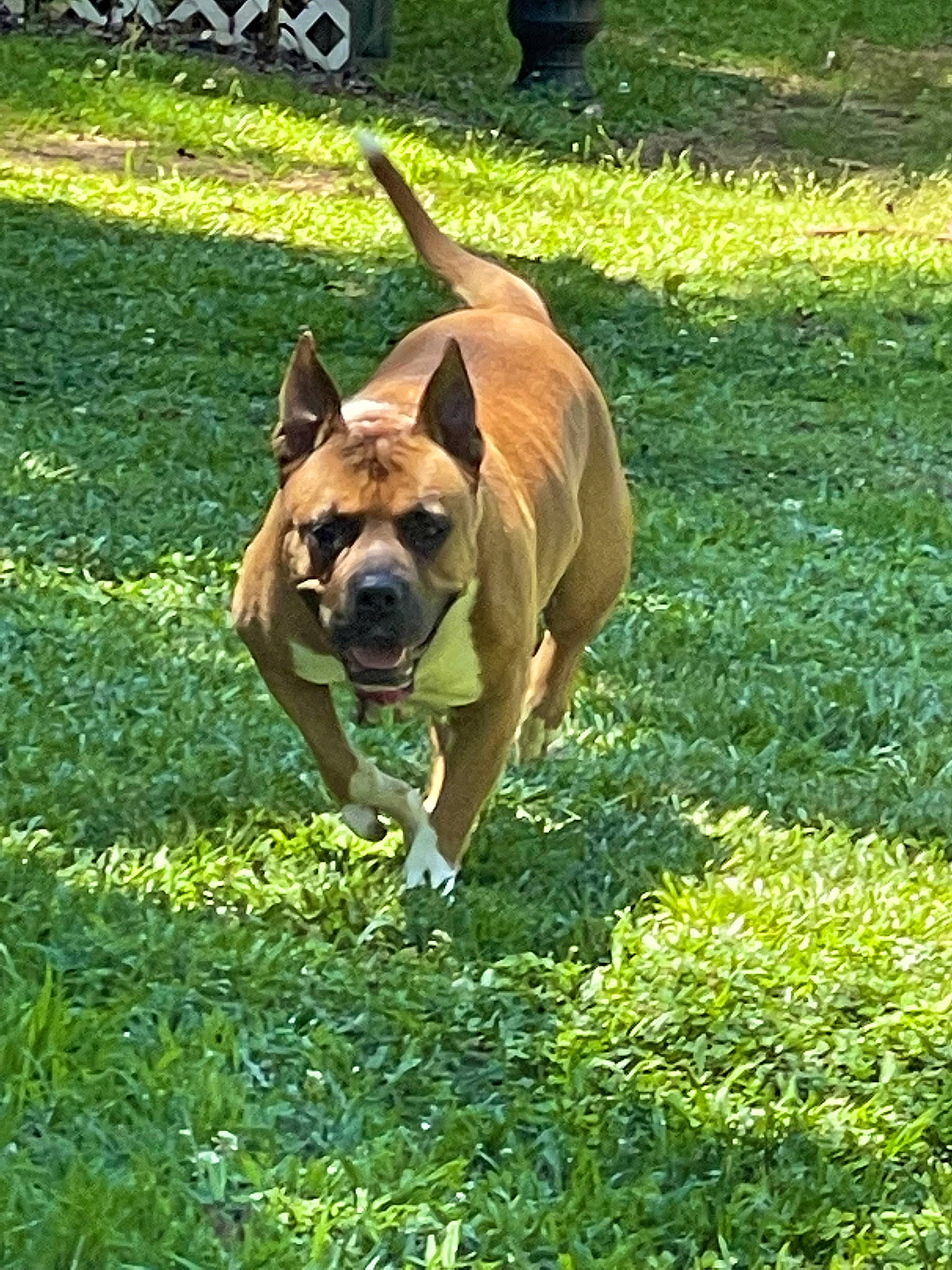 Vida is registered to the contest to win money with this photo: carnivore, collar, companion_dog, dog, dog_breed, dog_supply, fawn, grass, grassland, groundcover, guard_dog, lawn, plant, sporting_group, tail, terrestrial_animal, tire, wheel, working_animal, working_dog