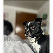 Max is registered to the contest to win money with this photo: dog, black_and_white, small_dog, pet, indoor, blanket, bedroom, curious, fur, canine, animal, domestic_animal, companion, portrait, soft_light, close_up, household, cute, alert, sitting