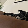 Max joined the competition — help win amazing prizes! dog, black_dog, white_markings, couch, brown_couch, indoor, plant, wall, framed_picture, pet, relaxed, laying_down, small_dog, curious_eyes, home, living_room, furniture, animal, resting, cute