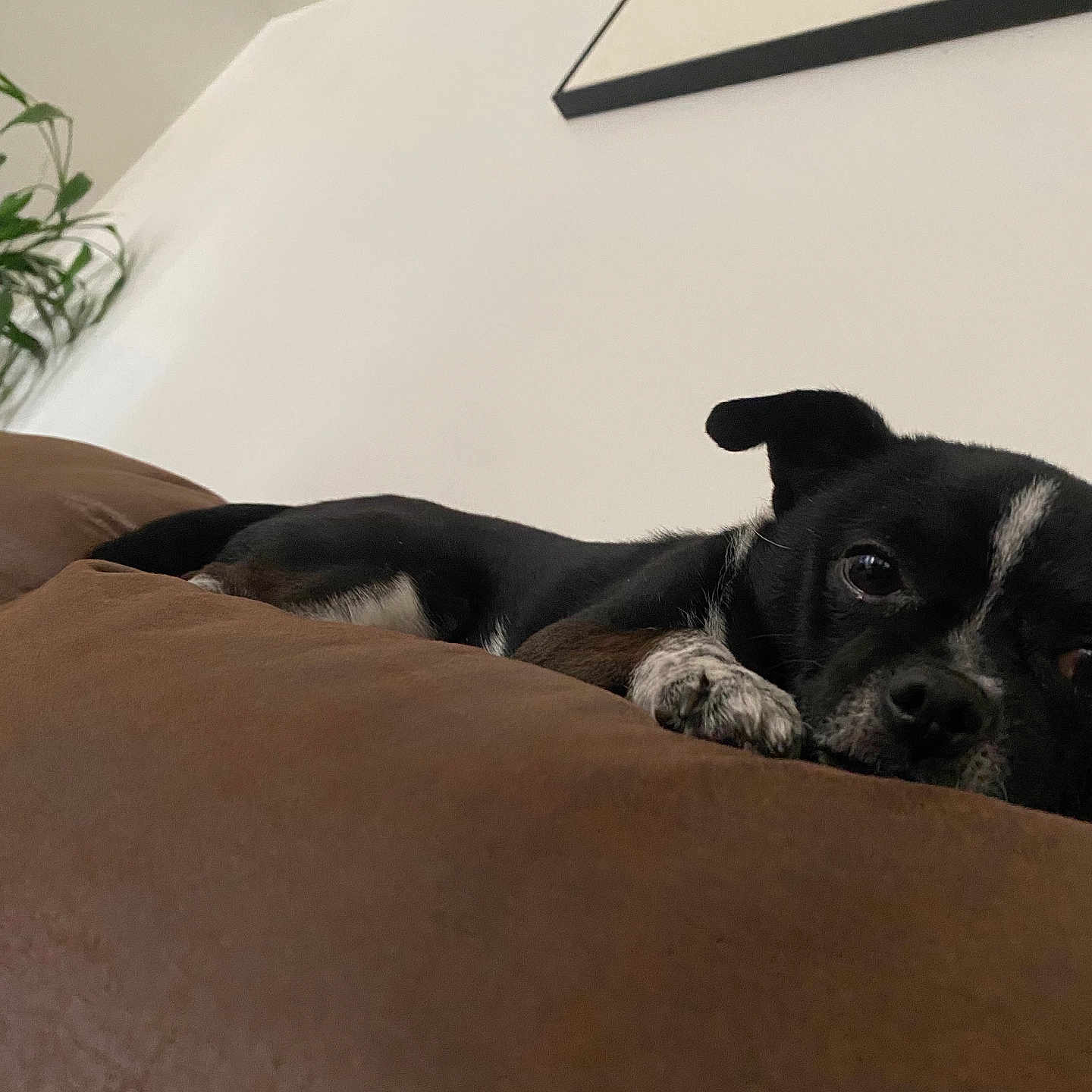 Max joined the competition — help win amazing prizes! animal, black_dog, brown_couch, couch, curious_eyes, cute, dog, framed_picture, furniture, home, indoor, laying_down, living_room, pet, plant, relaxed, resting, small_dog, wall, white_markings