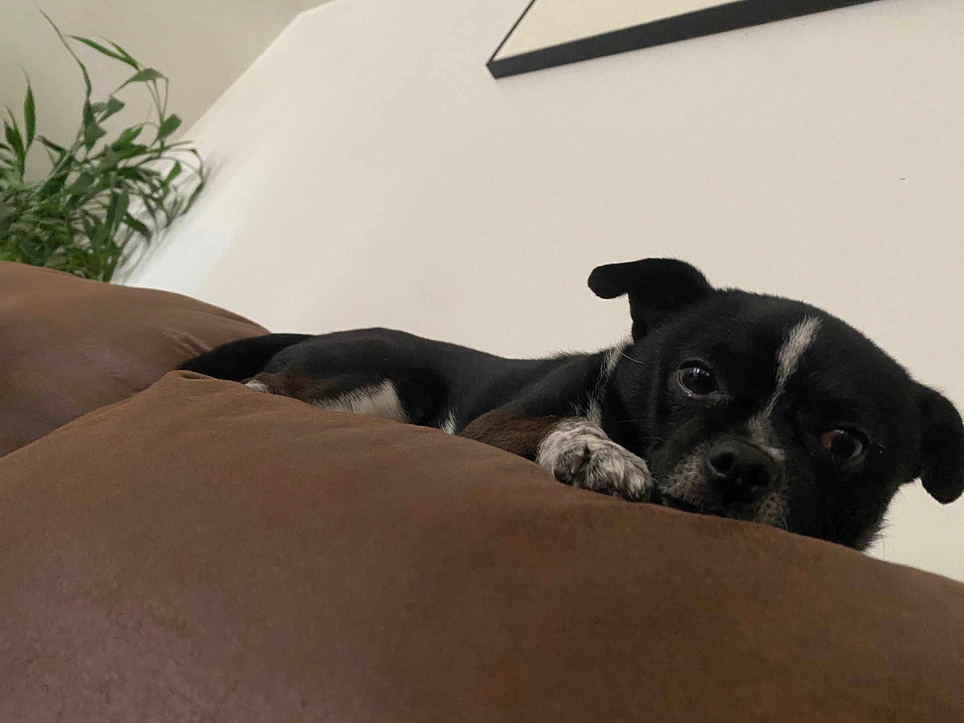 Max joined the competition — help win amazing prizes! dog, black_dog, white_markings, couch, brown_couch, indoor, plant, wall, framed_picture, pet, relaxed, laying_down, small_dog, curious_eyes, home, living_room, furniture, animal, resting, cute