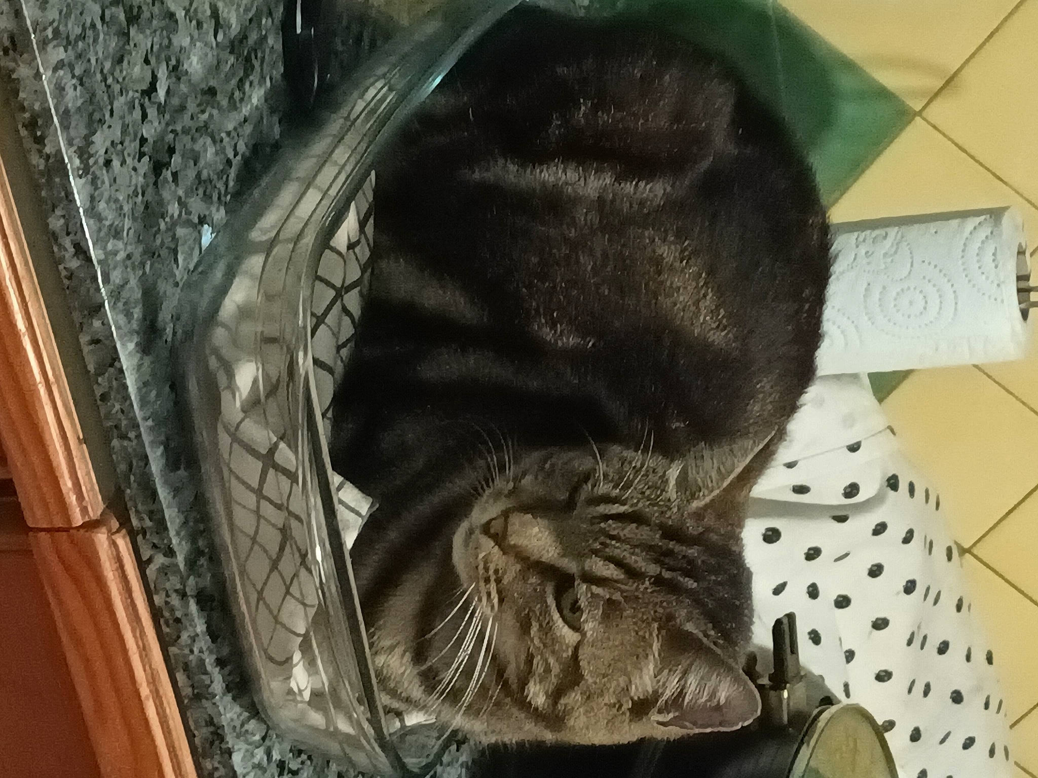 Cookie participe au concours pour gagner de l'argent avec cette photo : black_cat, carnivore, cat, claw, comfort, domestic_short_haired_cat, felidae, fur, nap, sleep, small_to_medium_sized_cats, snout, sporting_group, tail, terrestrial_animal, whiskers, wood