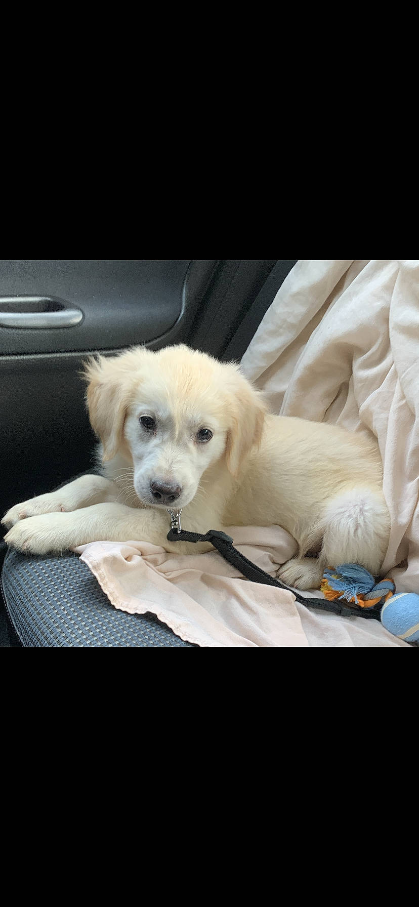 Miky a rejoint le concours — aidez-le/la à gagner de superbes lots ! automotive_exterior, canidae, carnivore, chair, comfort, companion_dog, dog, dog_breed, dog_supply, fawn, fur, linens, mammal, non_sporting_group, photo_caption, plant, puppy_love, snout, sporting_group, vehicle_door