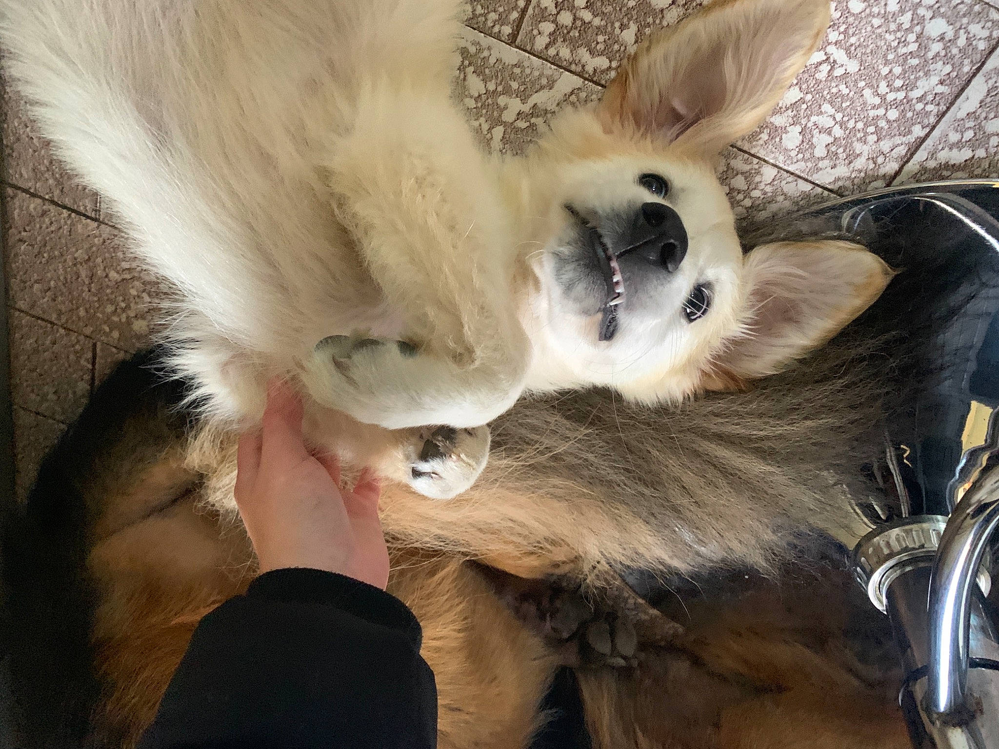 Miky participe au concours pour gagner de l'argent avec cette photo : canidae, carnivore, claw, companion_dog, dog_breed, ear, eyelash, fawn, feather, felidae, fur, jaw, natural_material, paw, small_to_medium_sized_cats, snout, sporting_group, tail, whiskers, wildlife