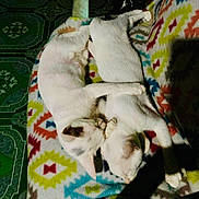 Ash And Greta joined the competition — help win amazing prizes! blanket, cat, cats, cozy, cuddle, domestic_animal, feline, floor_tiles, friendship, fur, indoor, kitten, nap, pair, patterned_blanket, paw, pet, resting, sleeping, white_fur