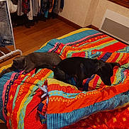 Tanga participe au concours pour gagner de l'argent avec cette photo : cat, dog, bed, blanket, colorful, indoor, wood_floor, clothes, hanger, window, wall, furniture, pet, resting, sleeping, animal, cozy, blanket_pattern, room, domestic
