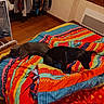 animal, bed, blanket, blanket_pattern, cat, clothes, colorful, cozy, dog, domestic, furniture, hanger, indoor, pet, resting, room, sleeping, wall, window, wood_floor