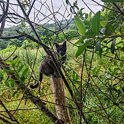 Willy participe au concours pour gagner de l'argent avec cette photo : cat, gray_cat, wooden_post, branches, leaves, greenery, outdoor, nature, field, grass, trees, hills, sky, cloudy, wild, perched, animal, curious, wood, scenery