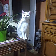 Zoé participe au concours pour gagner de l'argent avec cette photo : cat, white_cat, indoor, table, plant, potted_plant, wooden_furniture, door, shoes, floor, home, pet, animal, curious, domestic, light, shadow, cozy, room, furniture