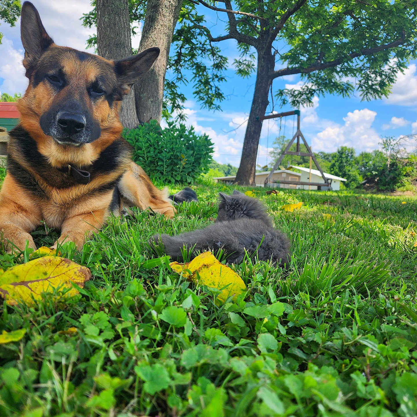 Kaiser is registered to the contest to win money with this photo: animal, architecture, building, canine, dog, field, germanshepherd, grass, grassland, green, land, nature, outdoors, park, pet, plant, puppy, shelter, tree, vegetation