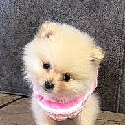 Chanel is registered to the contest to win money with this photo: adorable, animal, companion, cute, dog, domestic_animal, fluffy, fur, gray_wall, head_tilt, indoor, looking, pet, pink_sweater, puppy, small_dog, standing, striped_clothing, tile_floor, young_dog