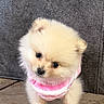 puppy, dog, small_dog, fluffy, cute, pet, pink_sweater, striped_clothing, head_tilt, indoor, tile_floor, gray_wall, young_dog, adorable, animal, fur, standing, looking, domestic_animal, companion