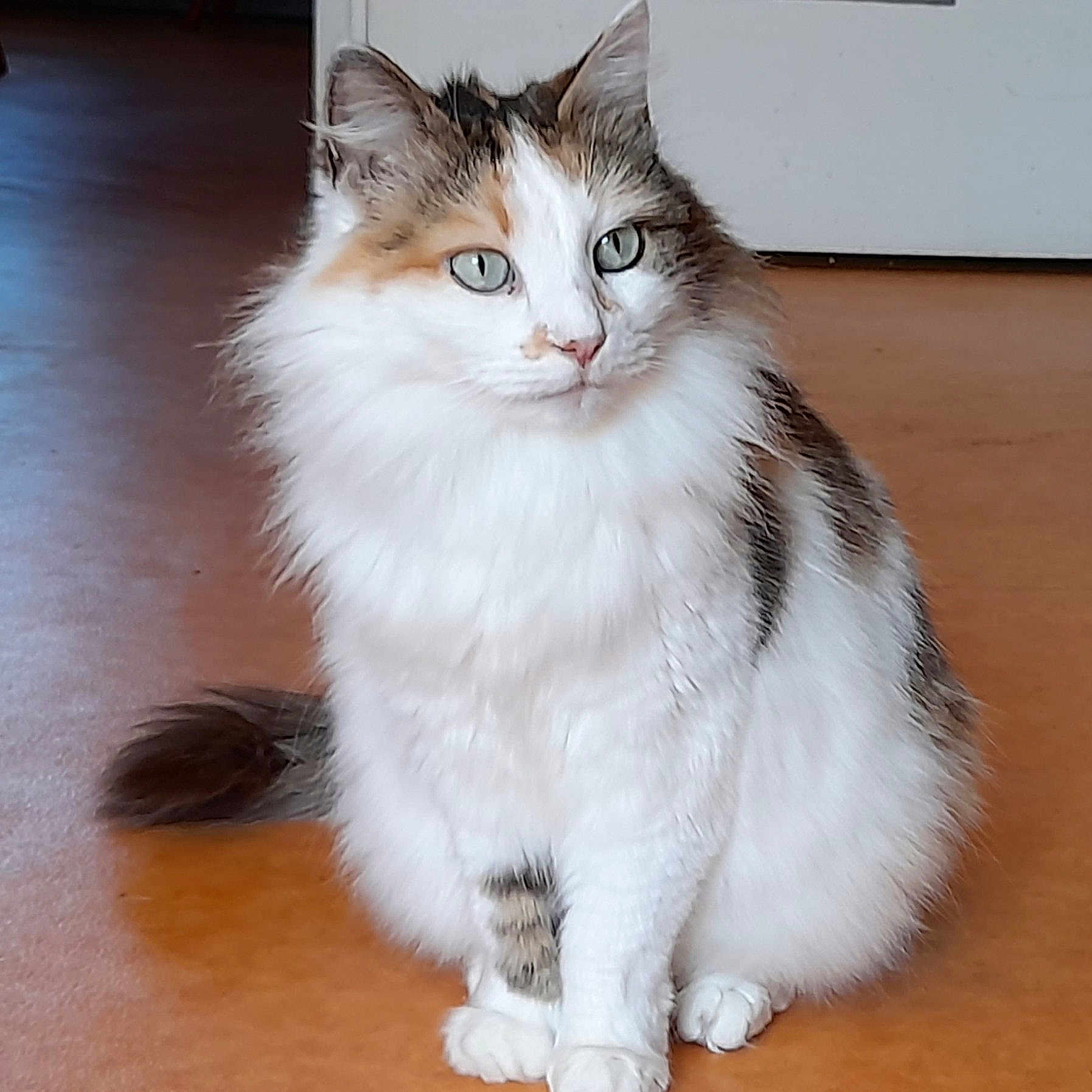 Pity a rejoint le concours — aidez-le/la à gagner de superbes lots ! animal, brown_fur, calm, cat, closeup, cute, domestic_cat, ears, feline, floor, fluffy, indoor, looking_away, paws, pet, portrait, sitting, tail, whiskers, white_fur