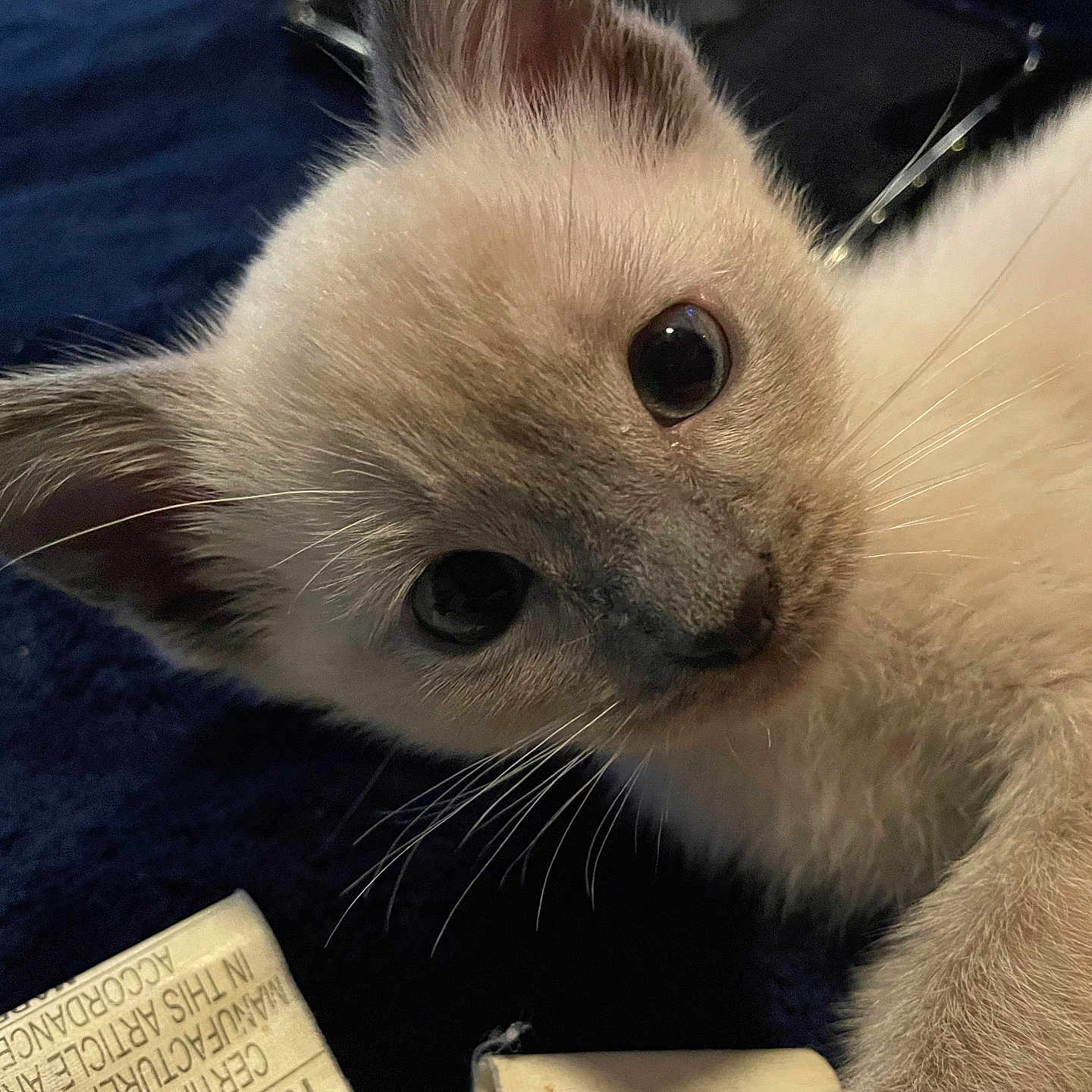 Fu Yao joined the competition — help win amazing prizes! animal, blue_background, cat, close_up, curious, cute, domestic, ears, eyes, face, feline, fur, indoor, kitten, pet, resting, small, soft, whiskers, young
