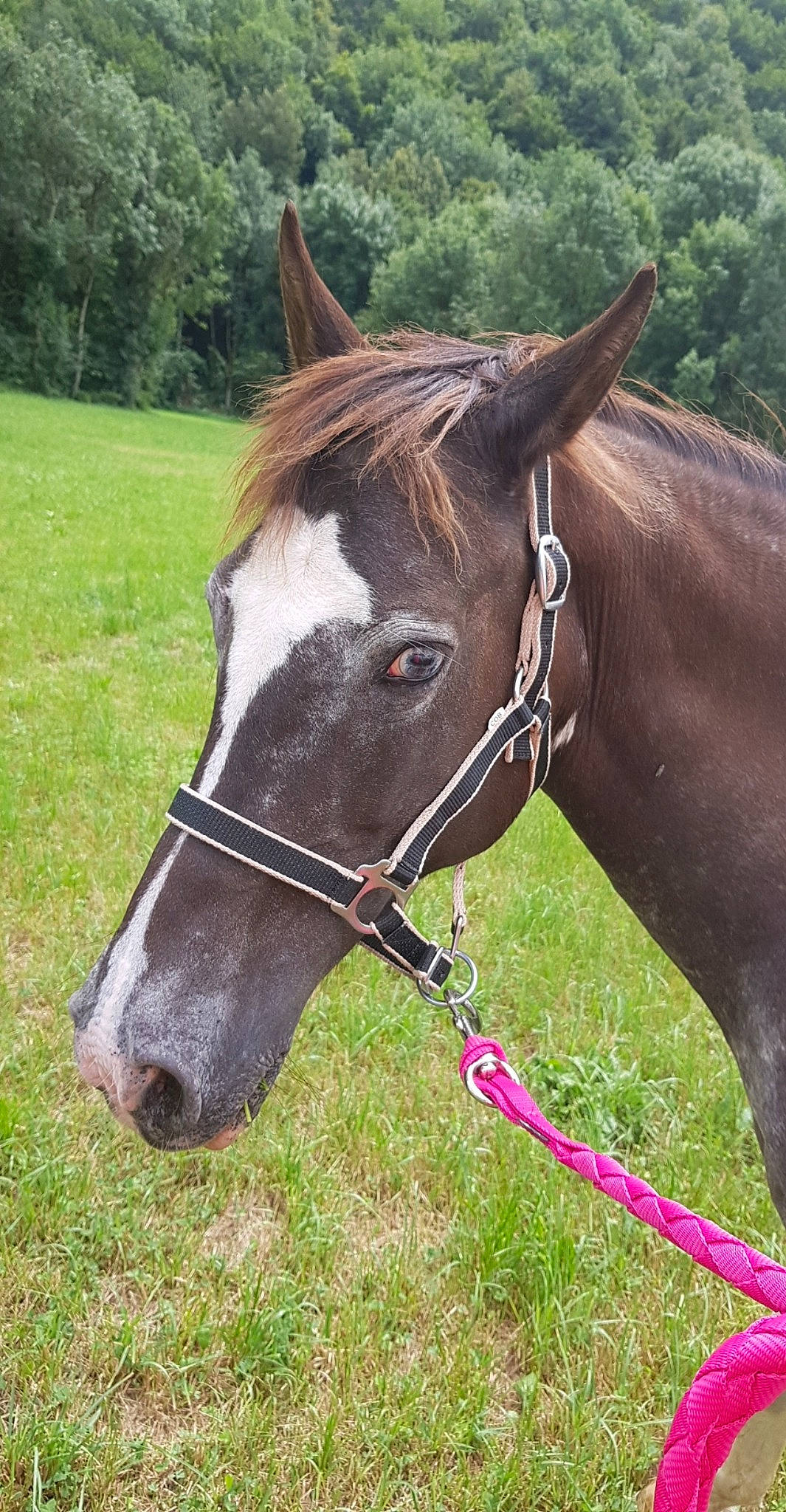 Prunelle participe au concours pour gagner de l'argent avec cette photo : bit, bridle, halter, horse, horse_harness, horse_supplies, horse_tack, liver, mammal, mane, mare, mustang_horse, pack_animal, rein, snout, sorrel, stallion, vertebrate