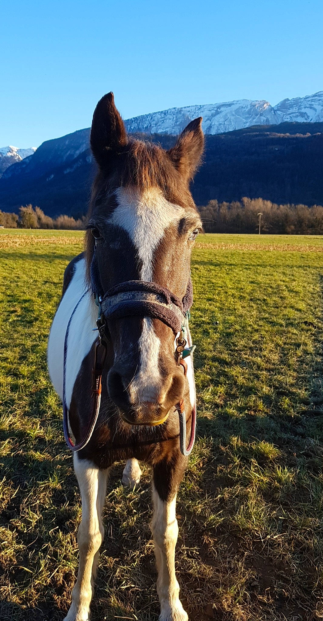 Prunelle a rejoint le concours — aidez-le/la à gagner de superbes lots ! bridle, grassland, horse, horse_tack, landscape, livestock, mammal, mane, mare, mustang_horse, pack_animal, pasture, ranch, rein, rural_area, sky, snout, sorrel, vertebrate, working_animal