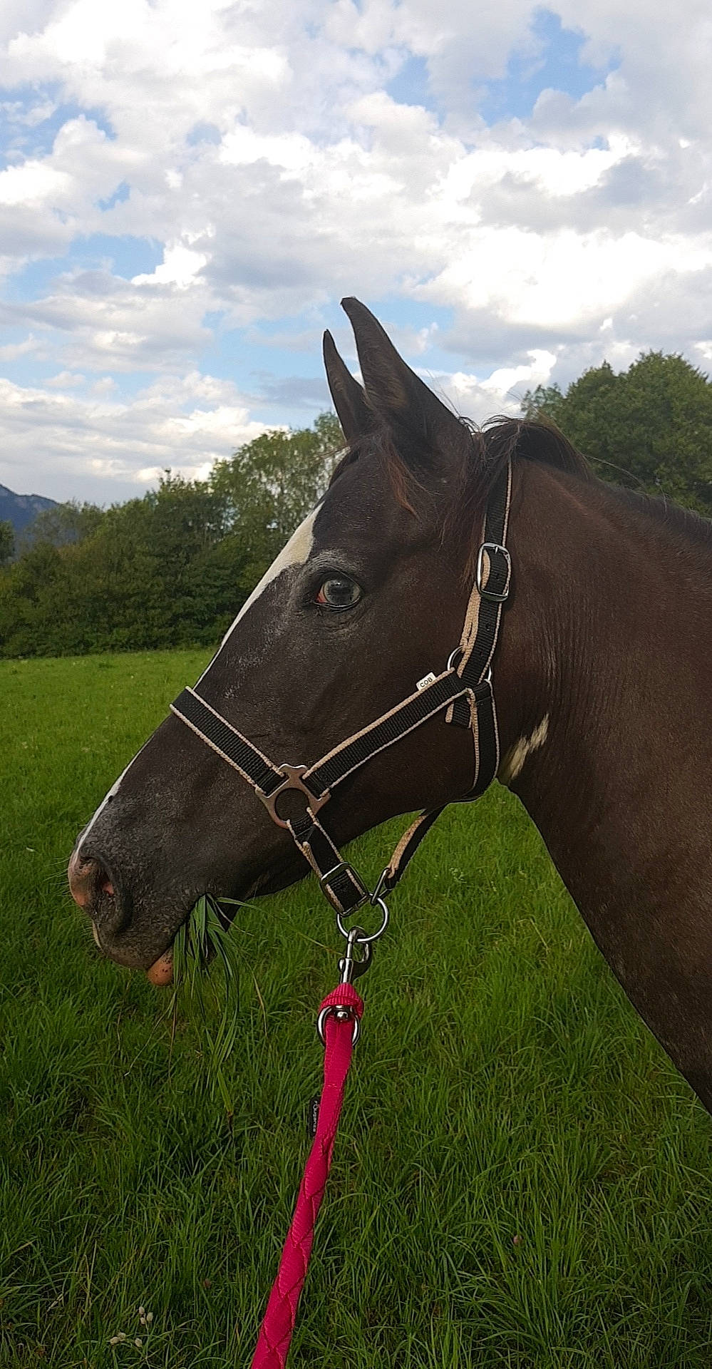 Prunelle participe au concours pour gagner de l'argent avec cette photo : bit, bridle, grassland, halter, horse, horse_harness, horse_supplies, horse_tack, liver, mane, mare, mustang_horse, pack_animal, rein, snout, stallion