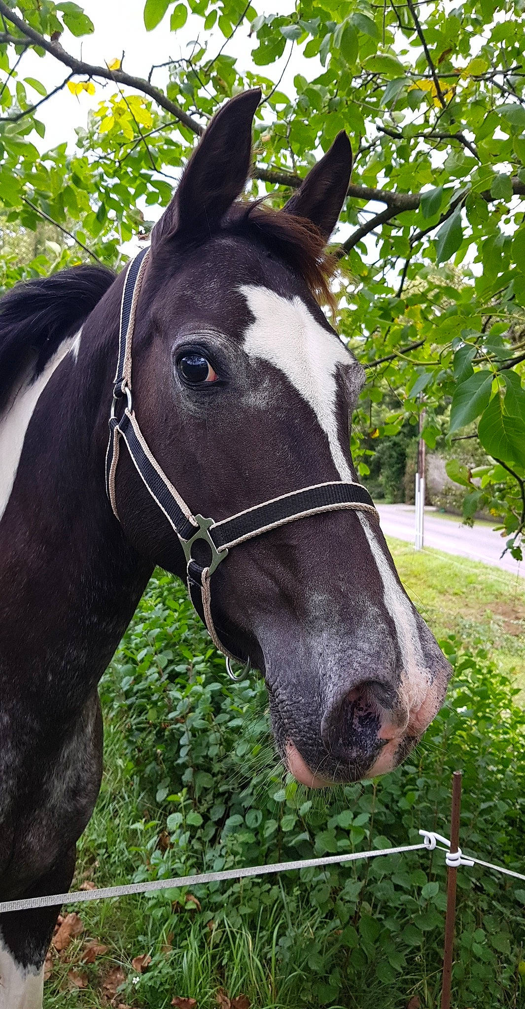 Prunelle a rejoint le concours — aidez-le/la à gagner de superbes lots ! bit, bridle, halter, horse, horse_harness, horse_tack, liver, livestock, mammal, mane, mare, mustang_horse, pack_animal, rein, snout, sorrel, stallion, vertebrate