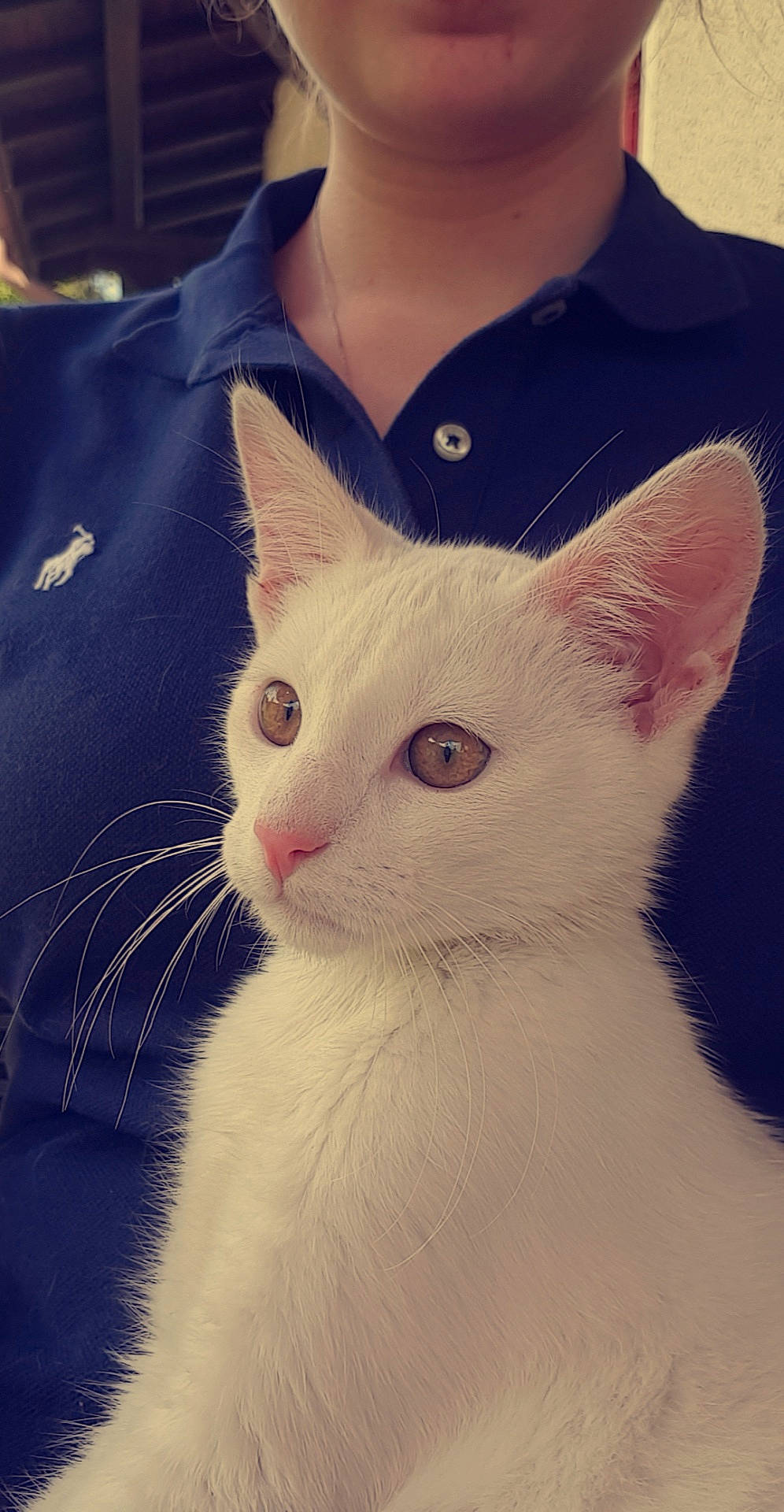 Oréo a rejoint le concours — aidez-le/la à gagner de superbes lots ! american_wirehair, asian, carnivore, cat, colorpoint_shorthair, domestic_short_haired_cat, ear, eye, fawn, felidae, fur, khao_manee, kitten, mammal, small_to_medium_sized_cats, tail, turkish_angora, turkish_van, whiskers, white