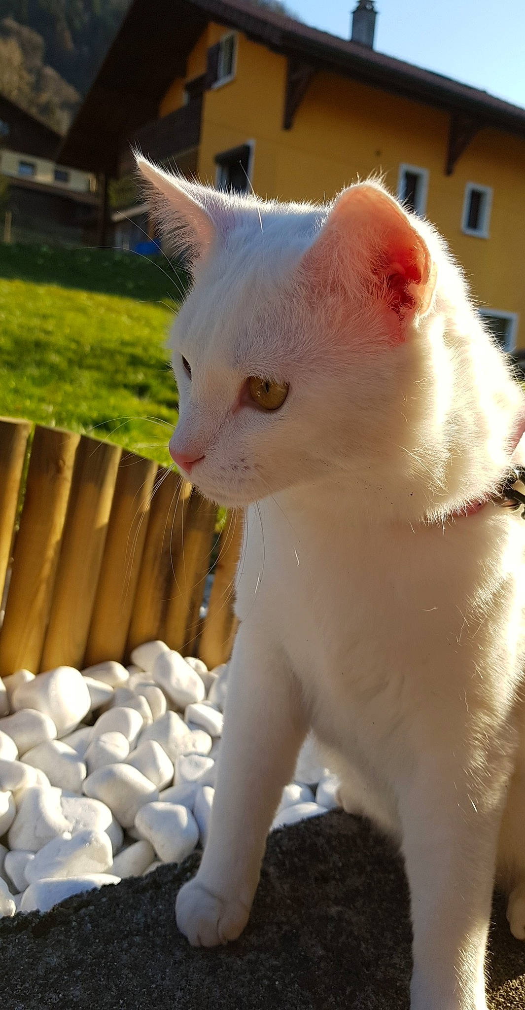 Oréo a rejoint le concours — aidez-le/la à gagner de superbes lots ! aegean_cat, asian, burmilla, carnivore, cat, colorpoint_shorthair, domestic_short_haired_cat, fawn, felidae, khao_manee, mammal, polydactyl_cat, small_to_medium_sized_cats, snout, tail, turkish_angora, turkish_van, whiskers