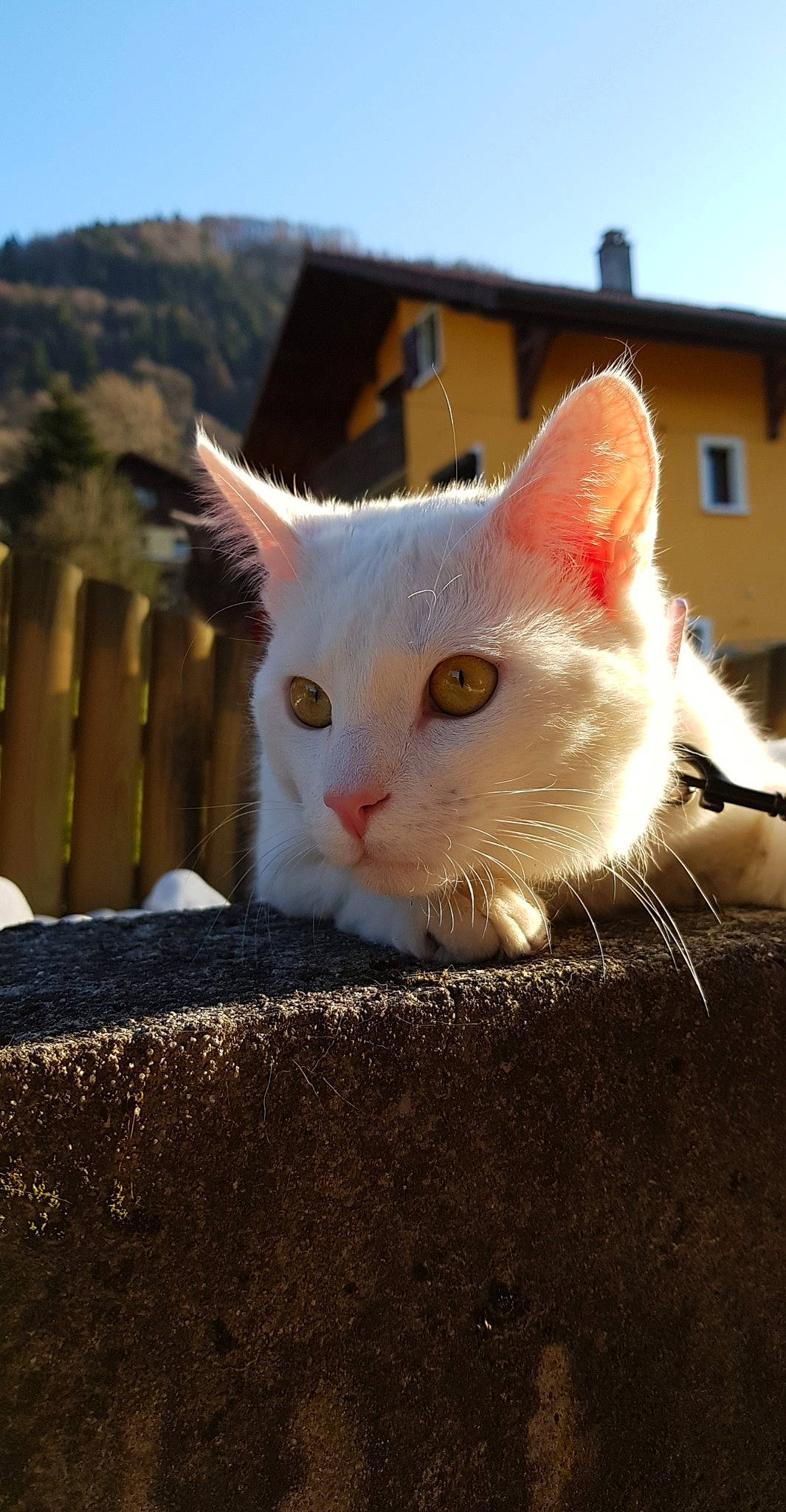 Oréo a rejoint le concours — aidez-le/la à gagner de superbes lots ! aegean_cat, asian, carnivore, cat, domestic_short_haired_cat, european_shorthair, fawn, felidae, mammal, small_to_medium_sized_cats, snout, turkish_angora, turkish_van, whiskers