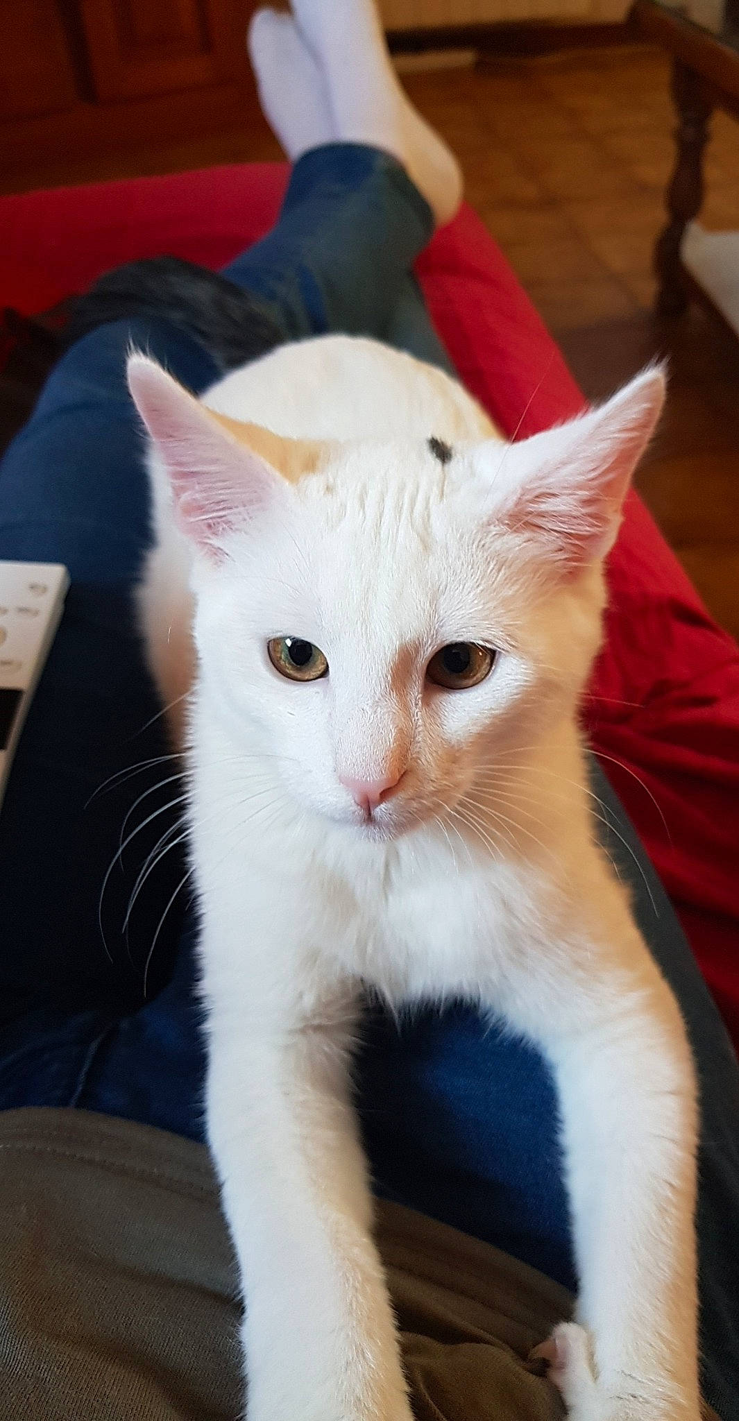 Oréo a rejoint le concours — aidez-le/la à gagner de superbes lots ! aegean_cat, asian, carnivore, cat, colorpoint_shorthair, domestic_short_haired_cat, ear, fawn, felidae, japanese_bobtail, javanese, khao_manee, kitten, mammal, small_to_medium_sized_cats, tail, turkish_angora, turkish_van, vertebrate, whiskers