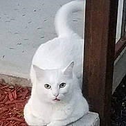 Nena joined the competition — help win amazing prizes! cat, white_cat, pet, animal, sitting, portrait, outdoor, concrete, ledge, wall, doorway, wood, garden, mulch, tail, eyes, ears, whiskers, fur, meowing