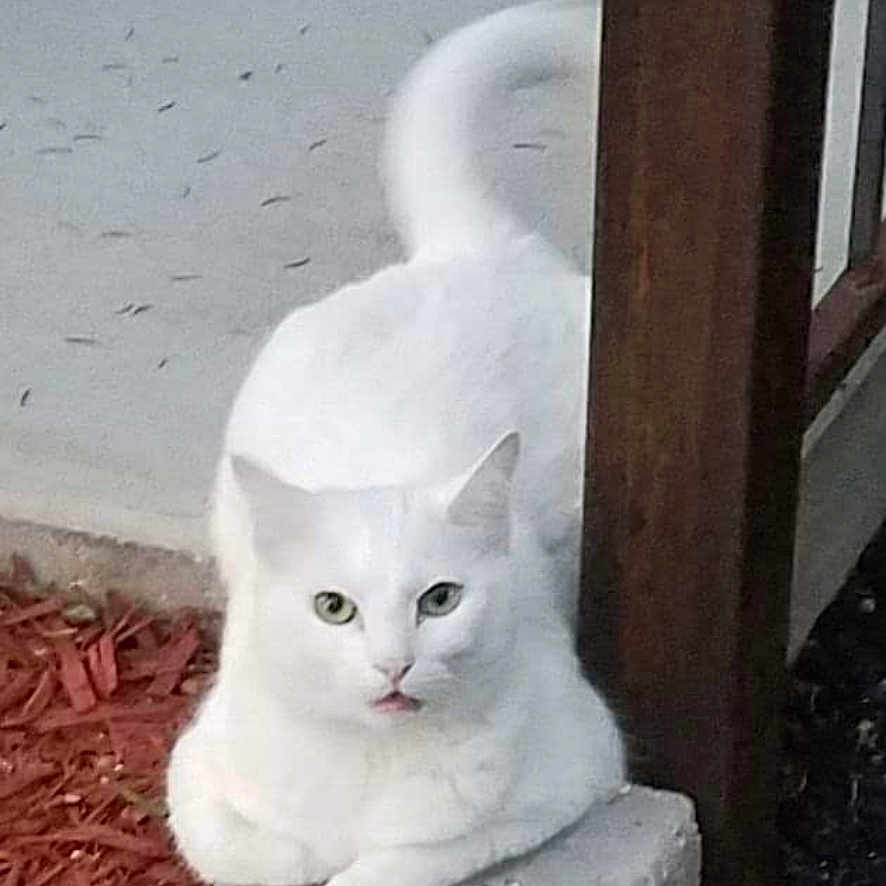 Nena joined the competition — help win amazing prizes! cat, white_cat, pet, animal, sitting, portrait, outdoor, concrete, ledge, wall, doorway, wood, garden, mulch, tail, eyes, ears, whiskers, fur, meowing