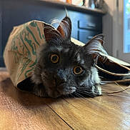 Fenrir joined the competition — help win amazing prizes! cat, paper_bag, floor, wooden_floor, indoor, curious, pet, kitten, ears, whiskers, close_up, home, domestic_animal, feline, animal, playful, brown_floor, yellow_eyes, relaxed, flooring